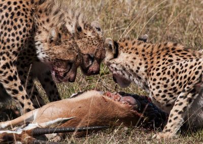 Sub-adult cubs and mother in the Maasai Mara devour a kill quickly as hyenas and vultures arrive in the area, waiting their turn.