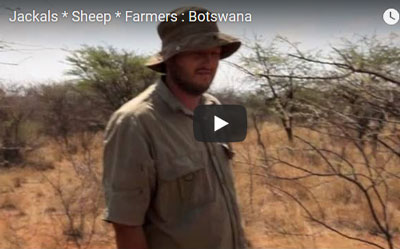 Botswana: When Predators & Farmers Collide