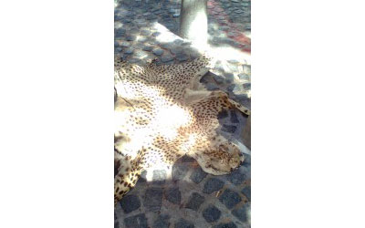 Busting a Cheetah Skin Seller: South Africa