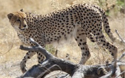 Okavango Delta, Botswana: Wild Cheetah Spotting