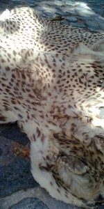 The selling without a permit of any spotted cat skin is illegal in South Africa
