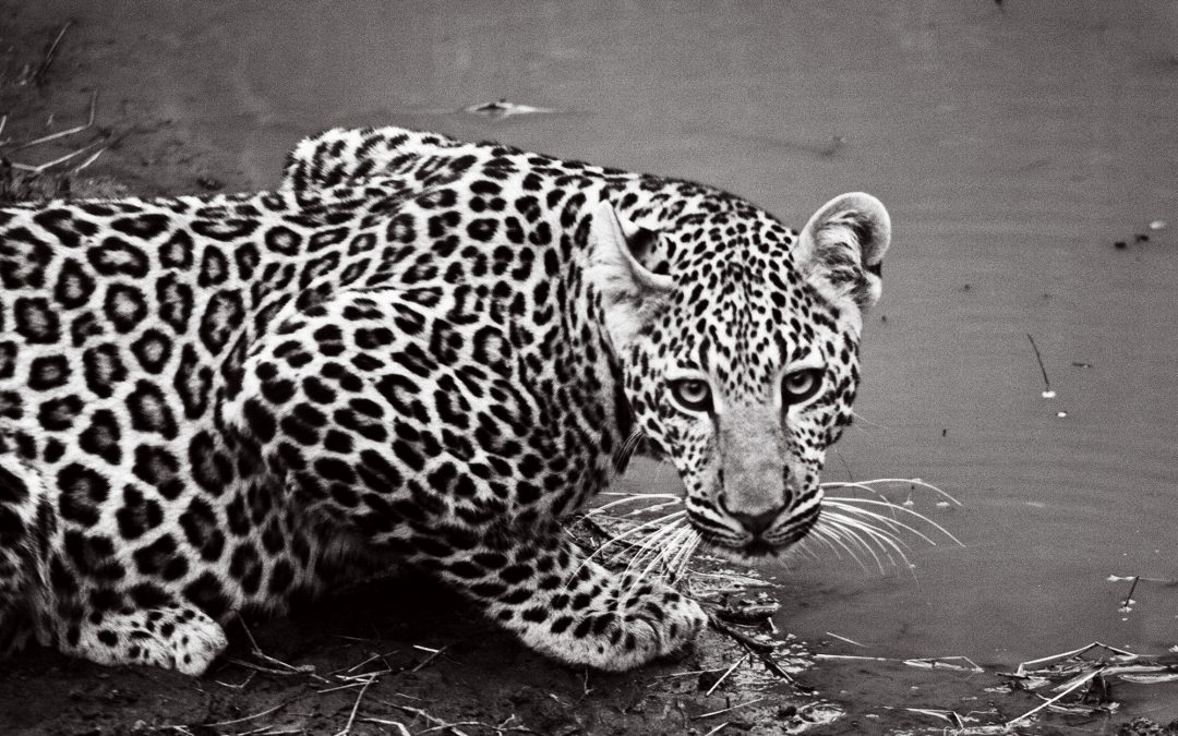 Californian Poaches Leopard in South Africa