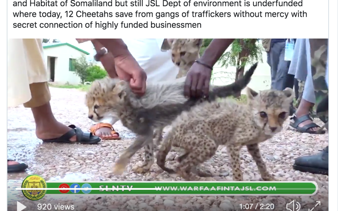 CITES ignores the Cheetah: Trafficking out of control